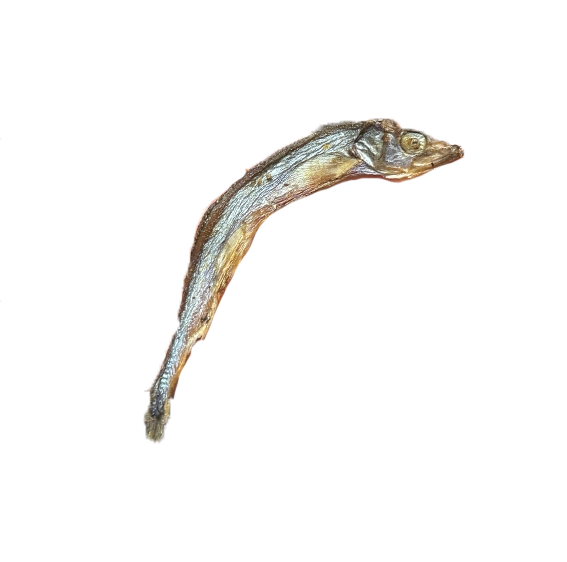 Capelin