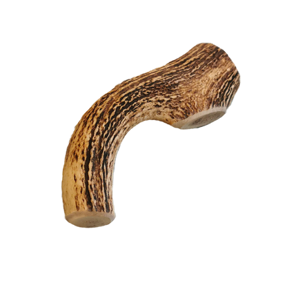 Bois de cerf entier