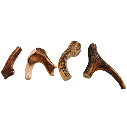 Bois de cerf entier