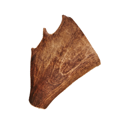 Bois de daim