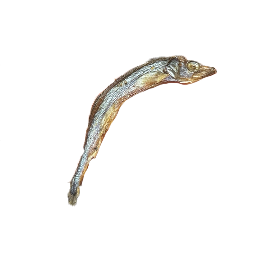 Capelin