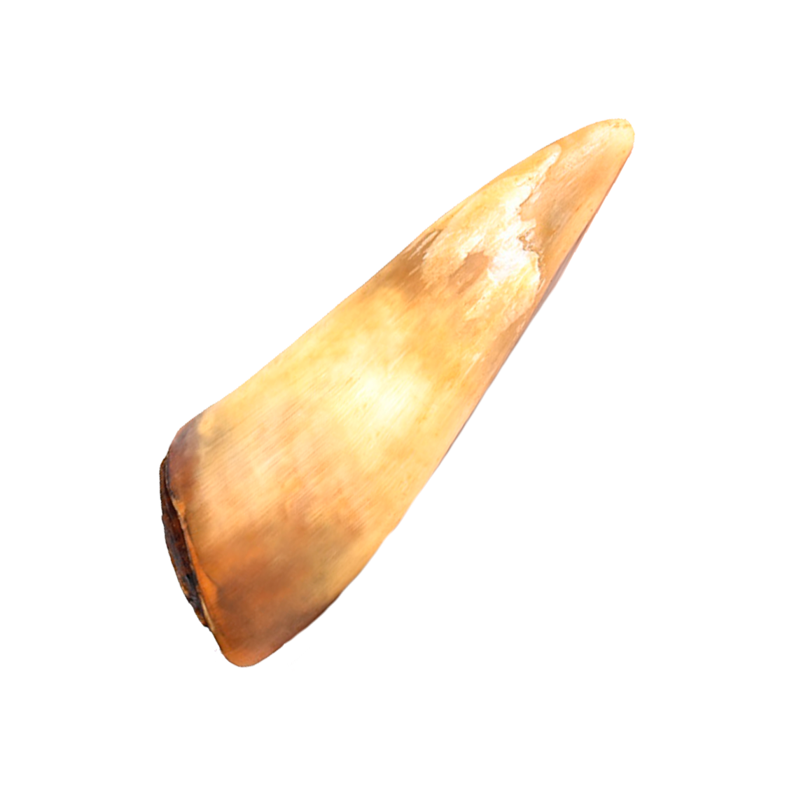 Corne de boeuf pleine