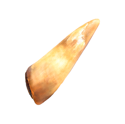Corne de boeuf pleine