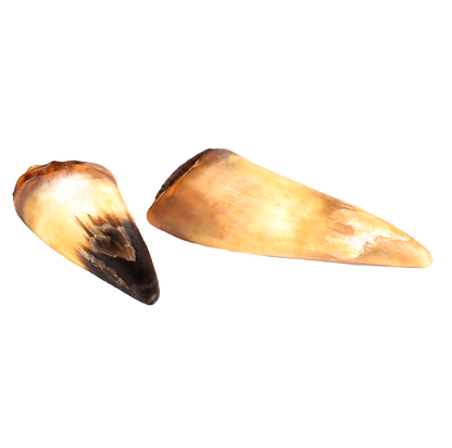 Corne de boeuf pleine