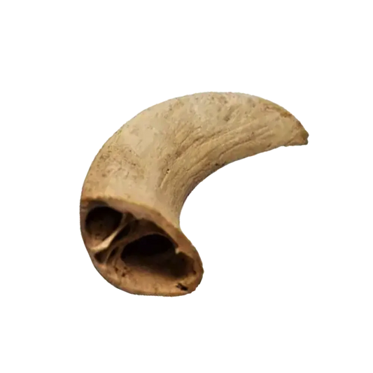 Noyau de corne de buffle
