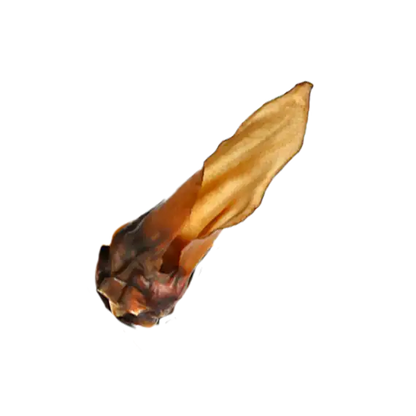 Oreilles de cerf