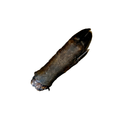 Patte de sanglier