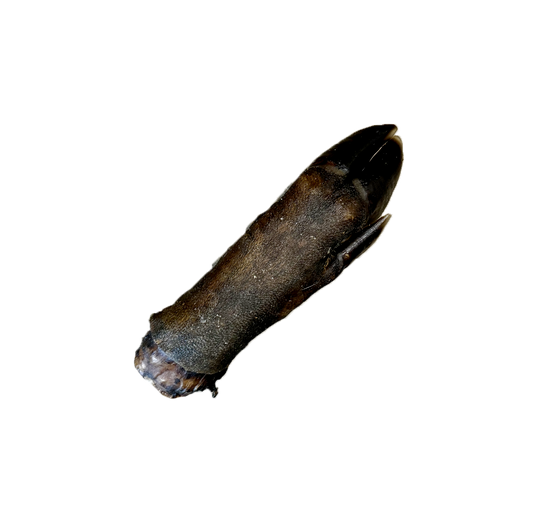 Patte de sanglier