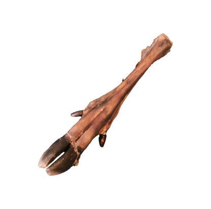 Patte de cerf