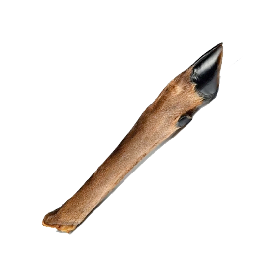 Patte de cerf avec poils