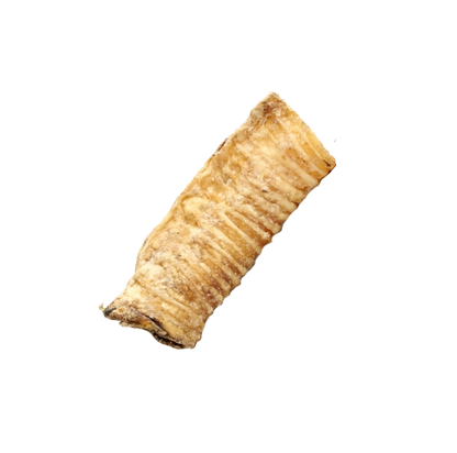 Trachées de chameau